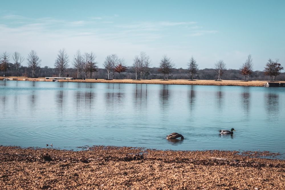 a couple of ducks swimming in a lake