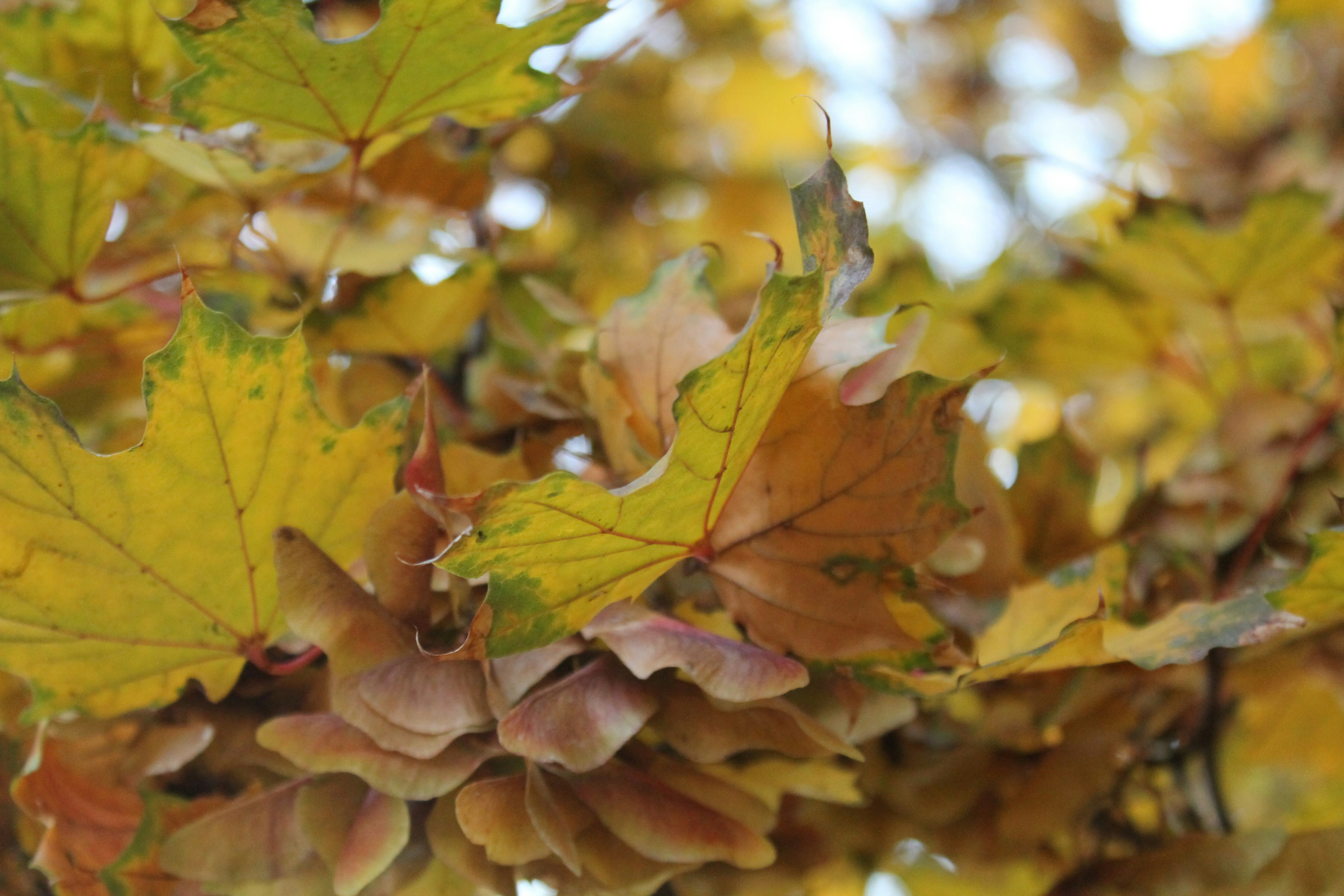 Photo by damianistic