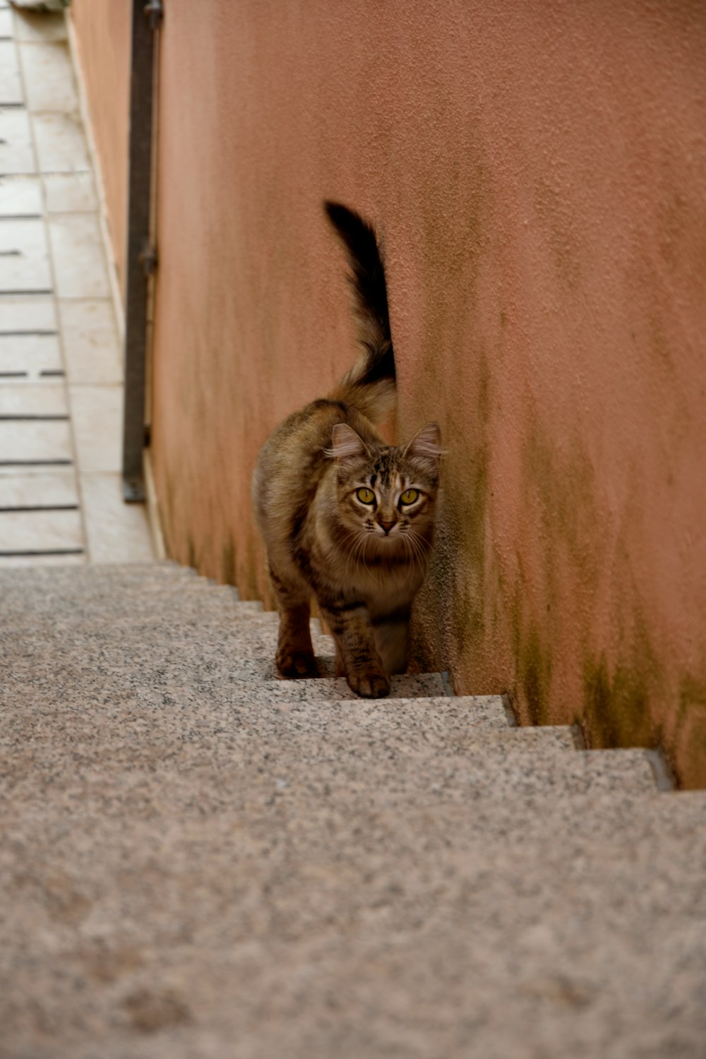 a cat walking down a set of stairs