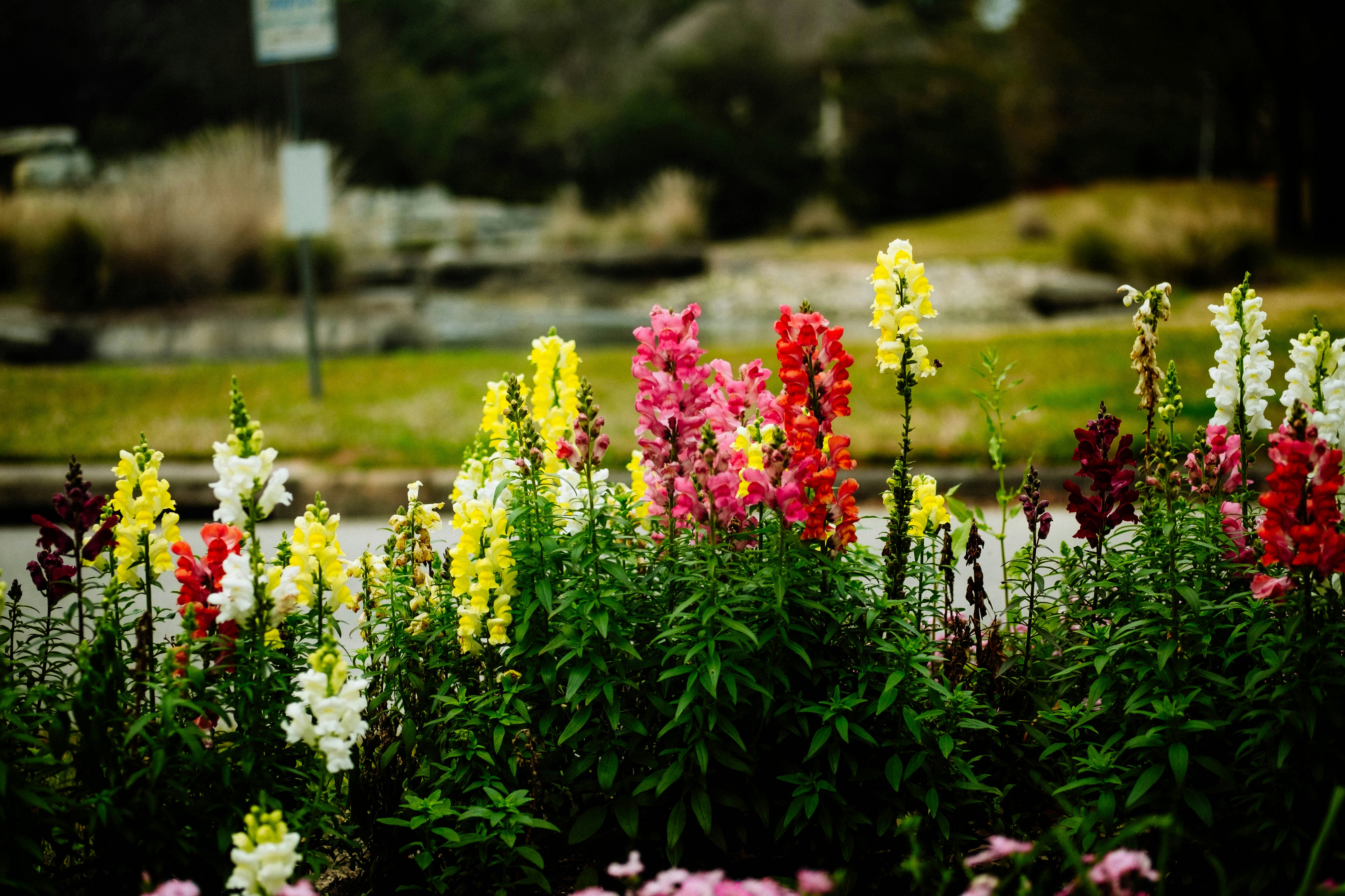 un ramo de flores que están en la hierba