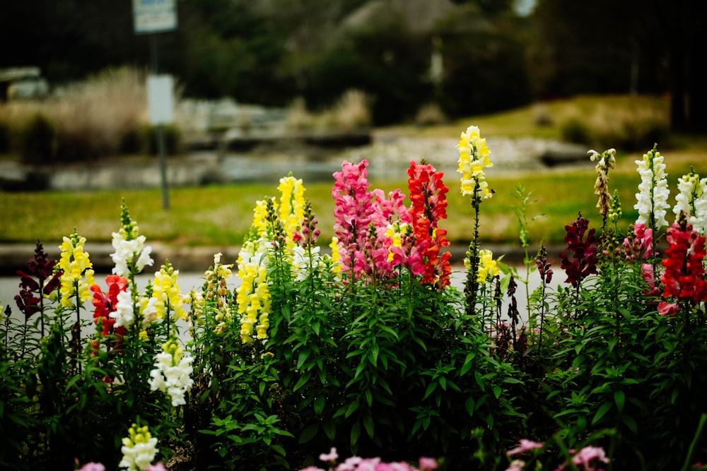 a bunch of flowers that are in the grass