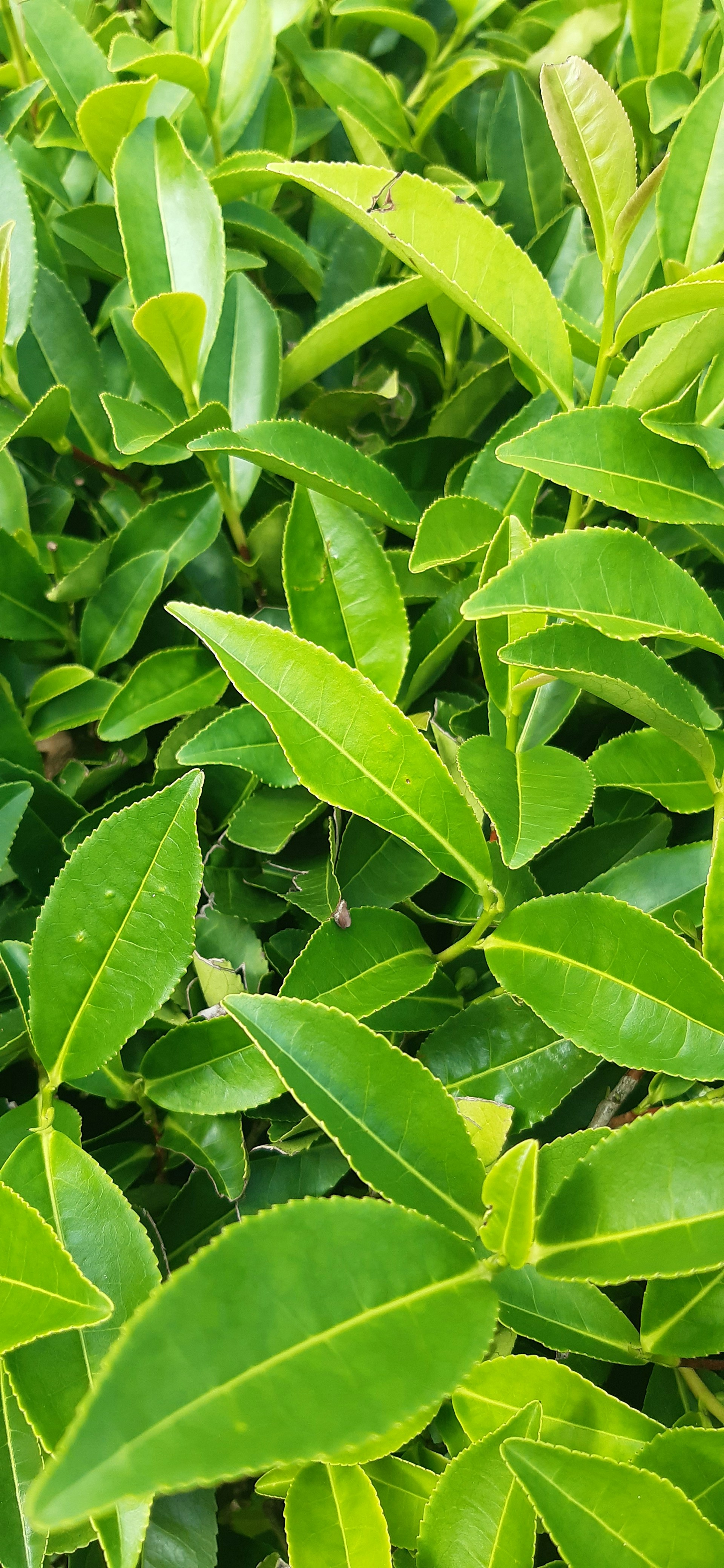 a close up of a bush with green leaves