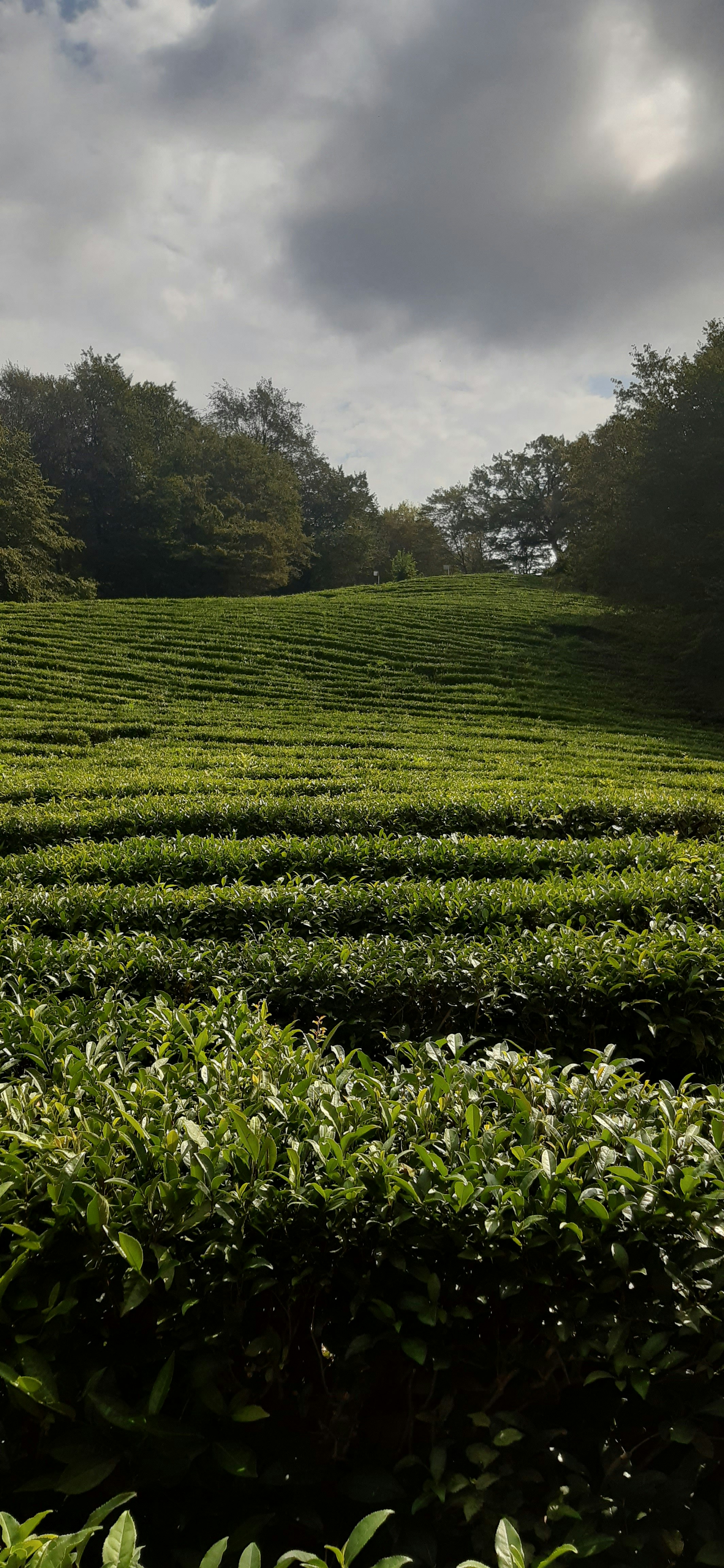 a large field of green bushes with trees in the background