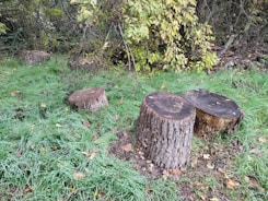 Clean, stump-free yard after grinding with green Houston neighborhood in background