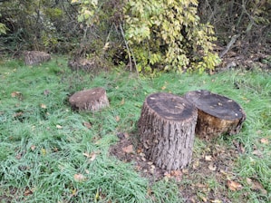 Several tree stumps are situated in a grassy area, surrounded by dense foliage. The stumps vary in size and are located among lush green grass with some fallen leaves scattered around. Overhanging branches with green and yellowing leaves add to the natural setting.