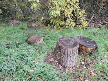 Several tree stumps are situated in a grassy area, surrounded by dense foliage. The stumps vary in size and are located among lush green grass with some fallen leaves scattered around. Overhanging branches with green and yellowing leaves add to the natural setting.