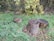 Several tree stumps are situated in a grassy area, surrounded by dense foliage. The stumps vary in size and are located among lush green grass with some fallen leaves scattered around. Overhanging branches with green and yellowing leaves add to the natural setting.