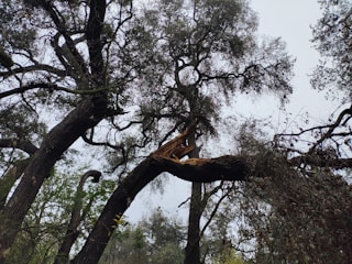A large tree with a broken branch, likely due to strong winds or a storm. The branch hangs precariously, with jagged wood exposed where it snapped. Surrounding foliage includes other trees and some scattered greenery.