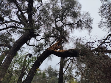 A team from Lion Tree Service carefully removing a large fallen branch.
