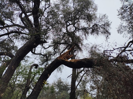 A large tree with a broken branch, likely due to strong winds or a storm. The branch hangs precariously, with jagged wood exposed where it snapped. Surrounding foliage includes other trees and some scattered greenery.