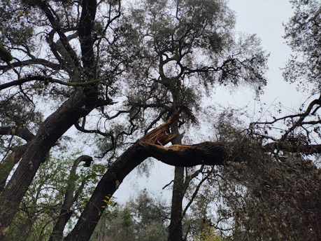 A sturdy oak tree with a large, dangerous widow maker limb hanging precariously over a quiet Savannah neighborhood street.