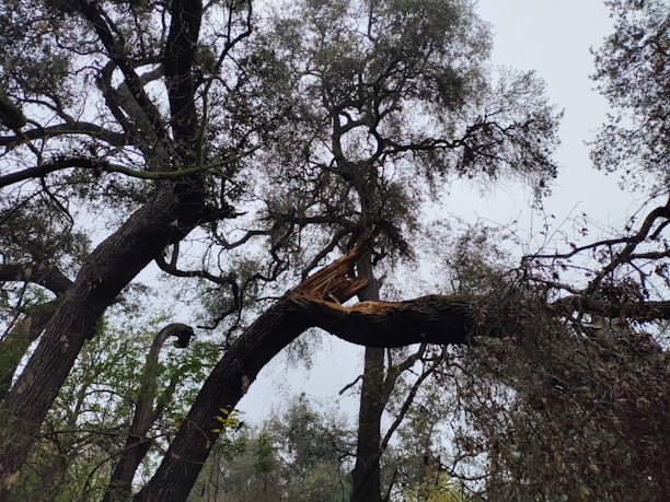 Storm-damaged tree being carefully removed by an expert with safety gear.