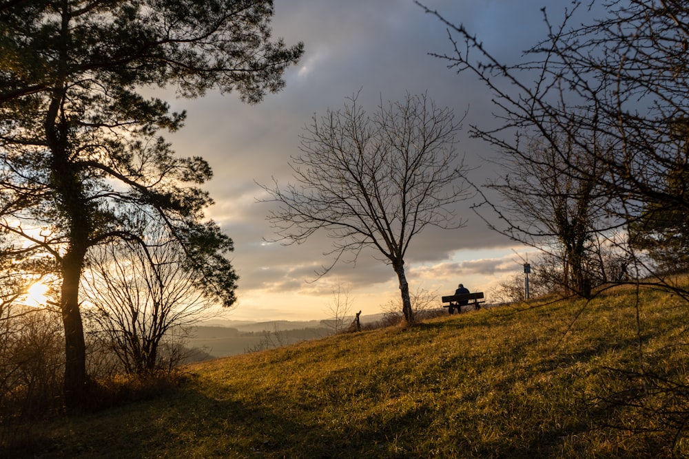 a couple of trees sitting on top of a lush green hillside