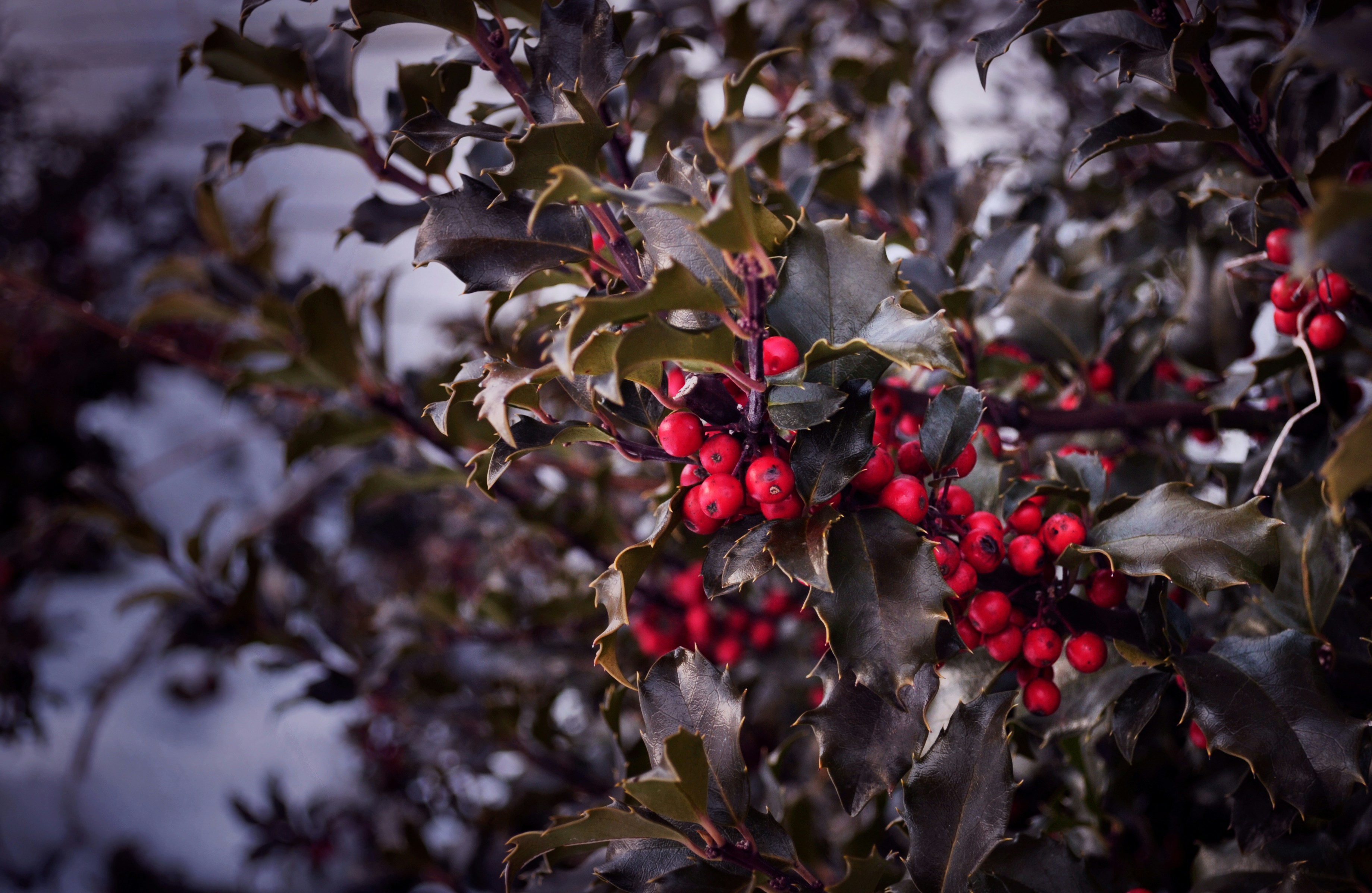 Photo by josheb_policarpio