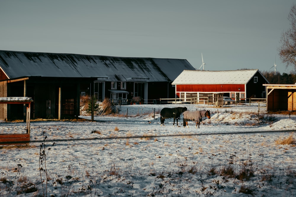 a couple of horses standing in a snow covered field