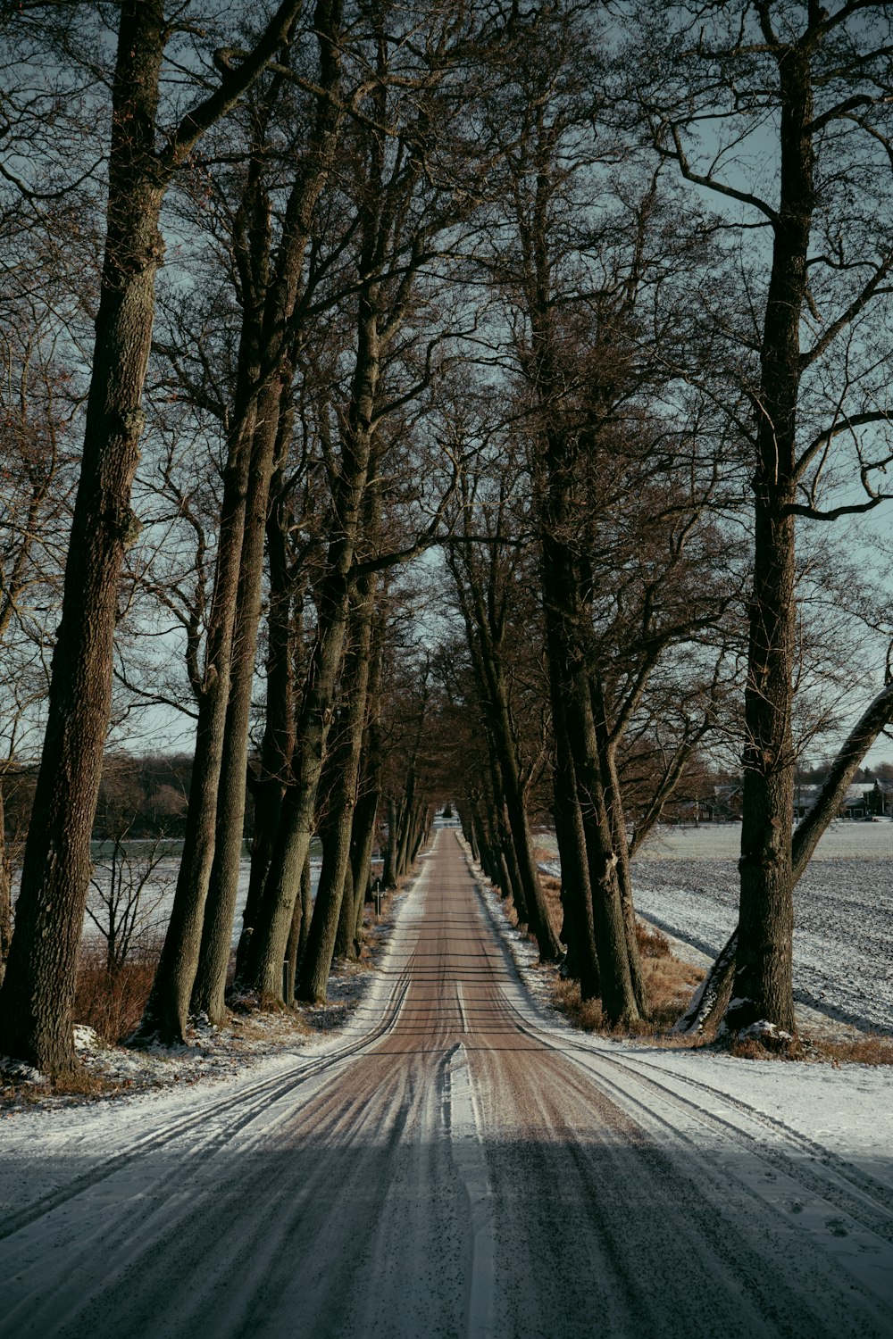 a dirt road surrounded by trees and snow
