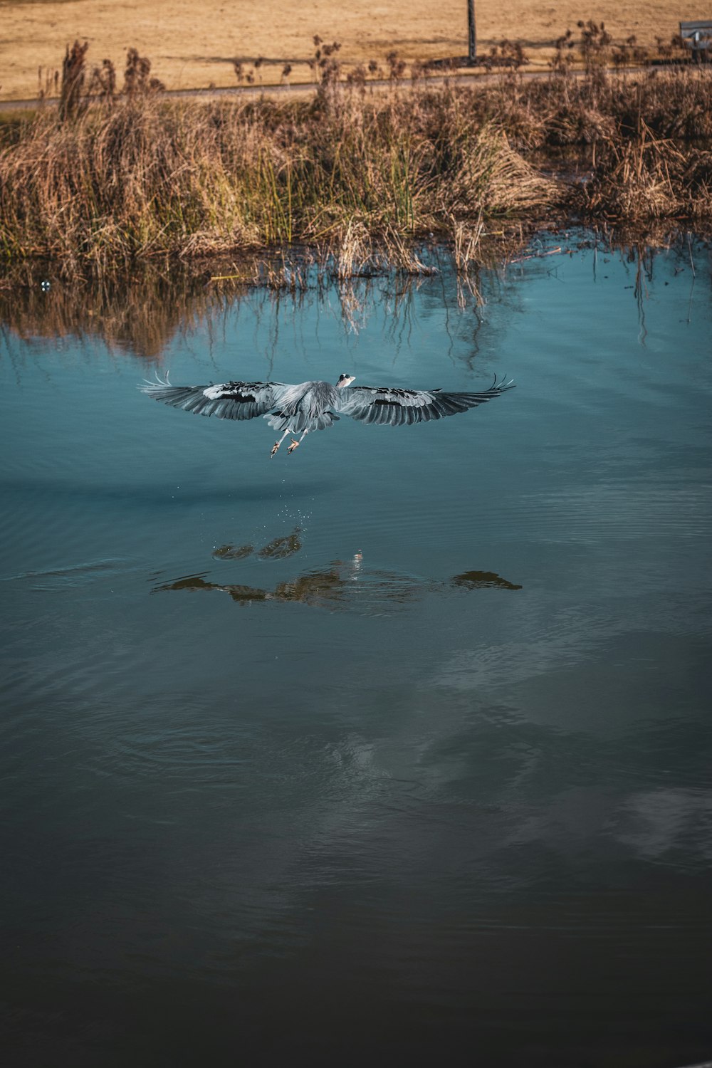 a large bird flying over a body of water