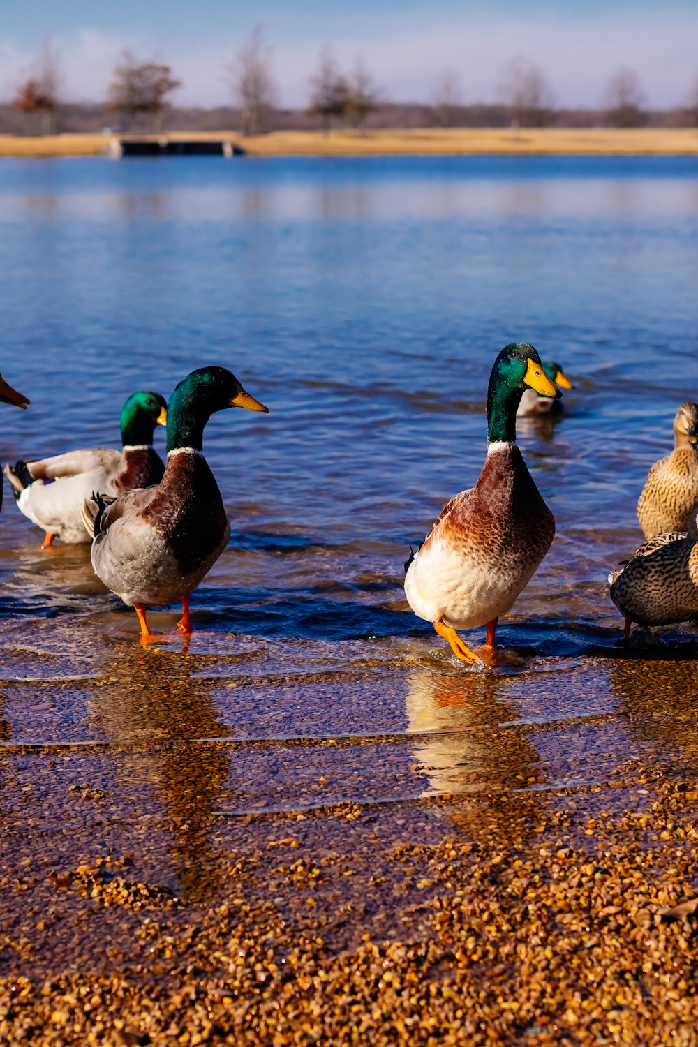a group of ducks standing in the water