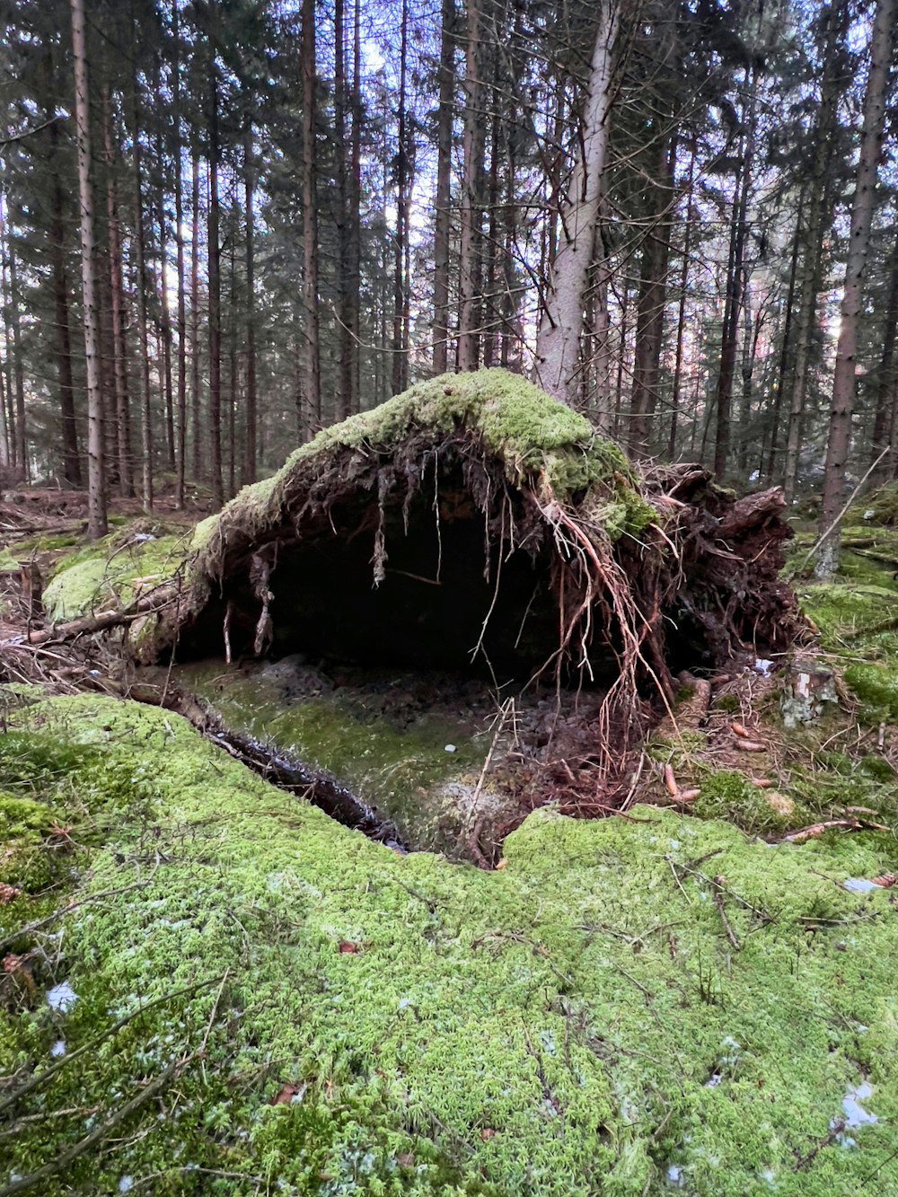 a moss covered rock in the middle of a forest