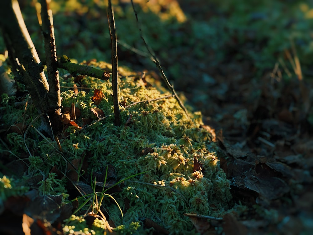 a close up of a patch of grass with trees in the background