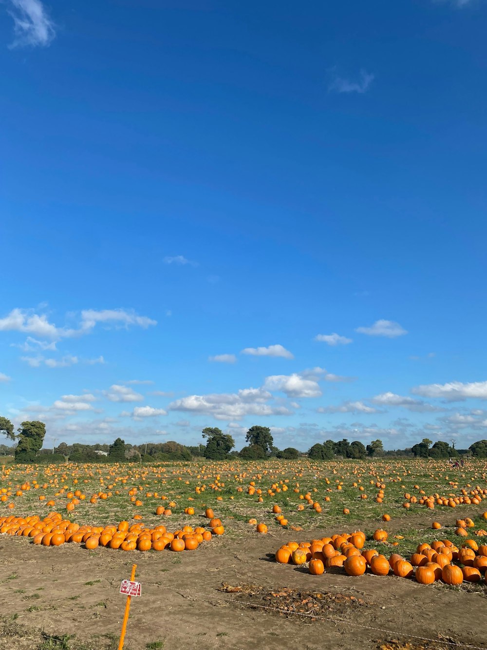 a field full of pumpkins under a blue sky