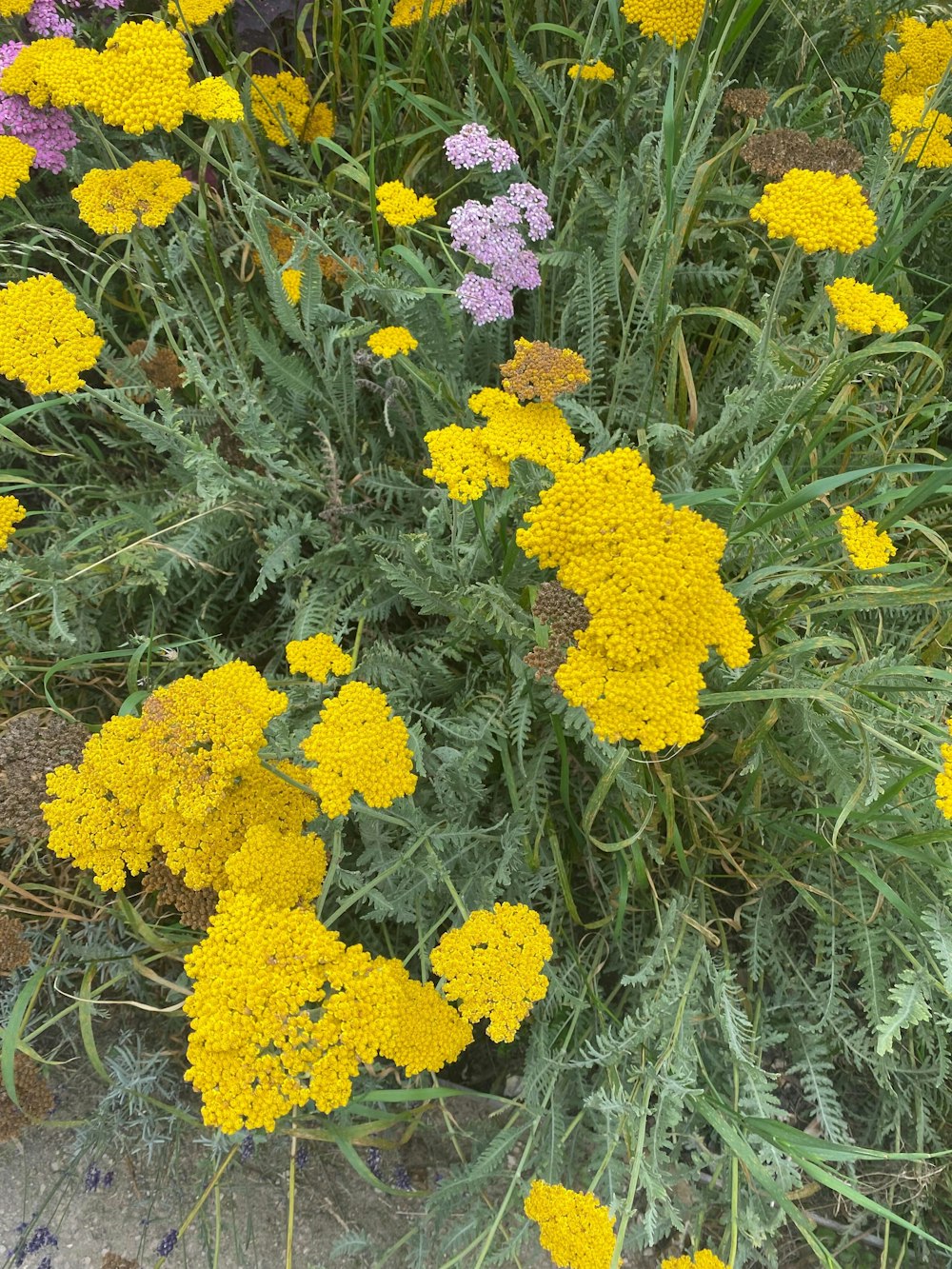 a bunch of yellow and purple flowers in a garden