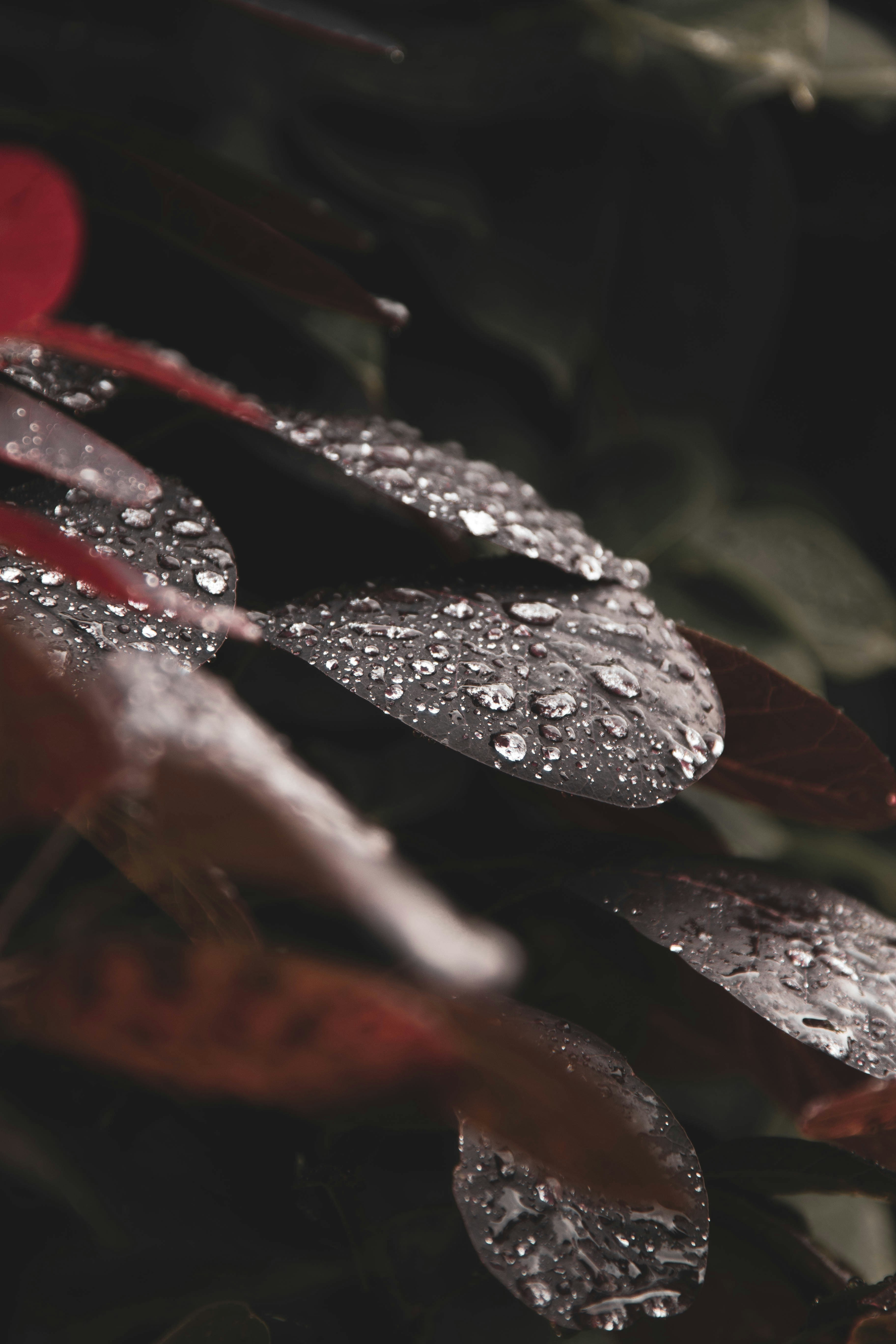 a group of leaves with water droplets on them