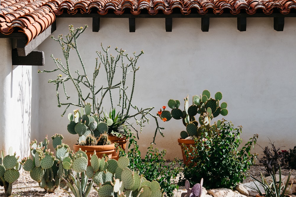 a group of potted plants in front of a building