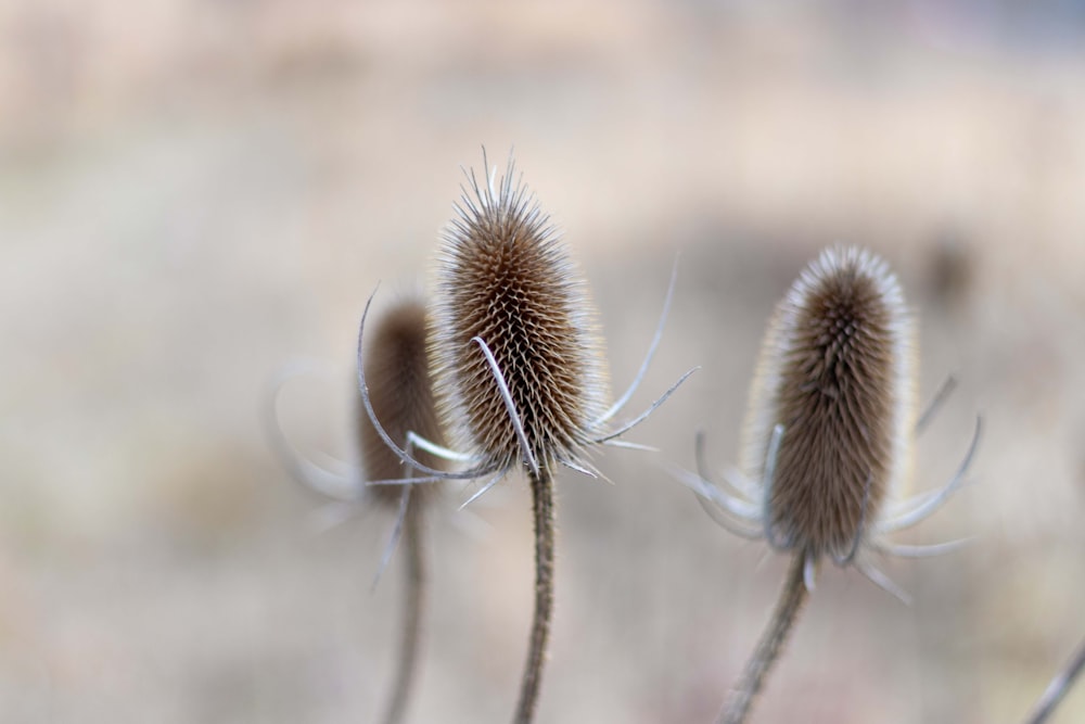 a close up of a plant with a blurry background