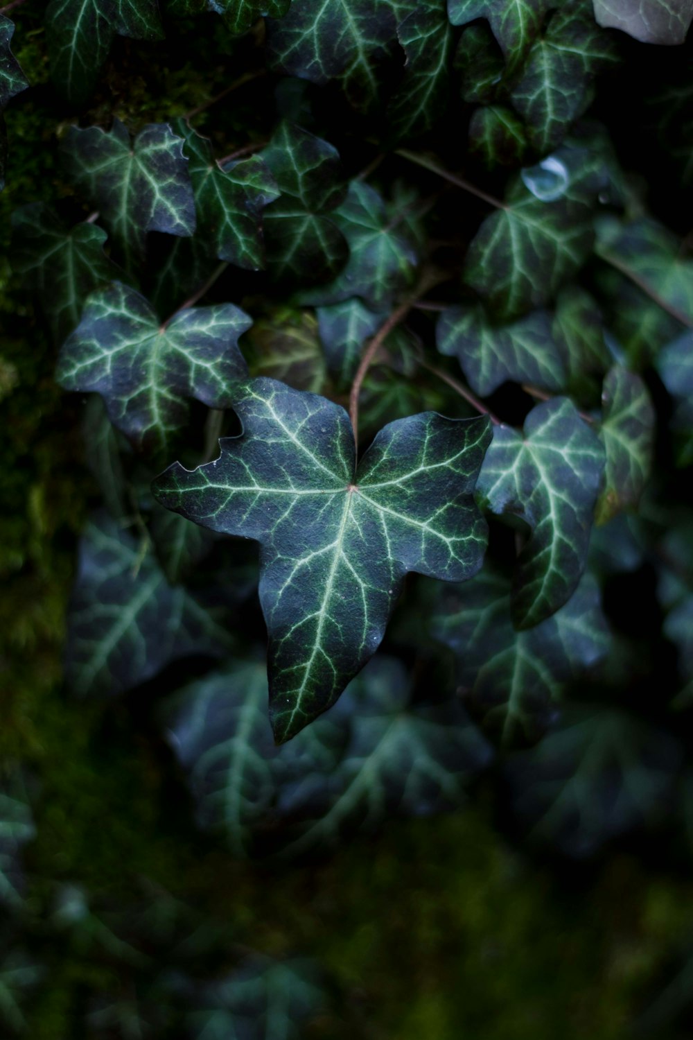 a close up of a plant with green leaves