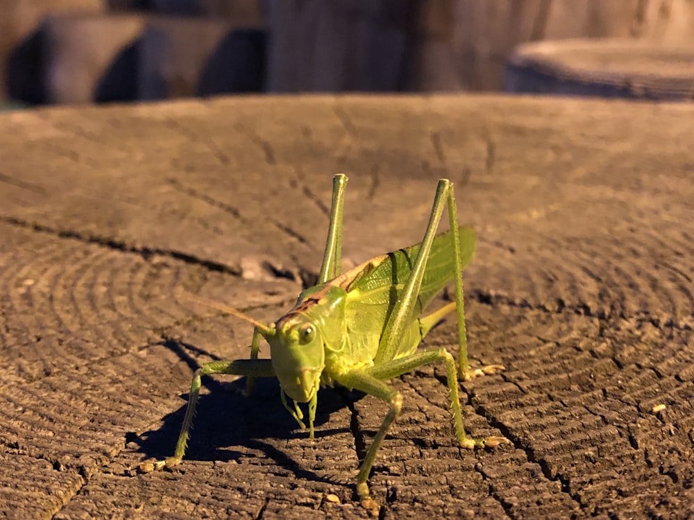 a close up of a grasshopper on the ground