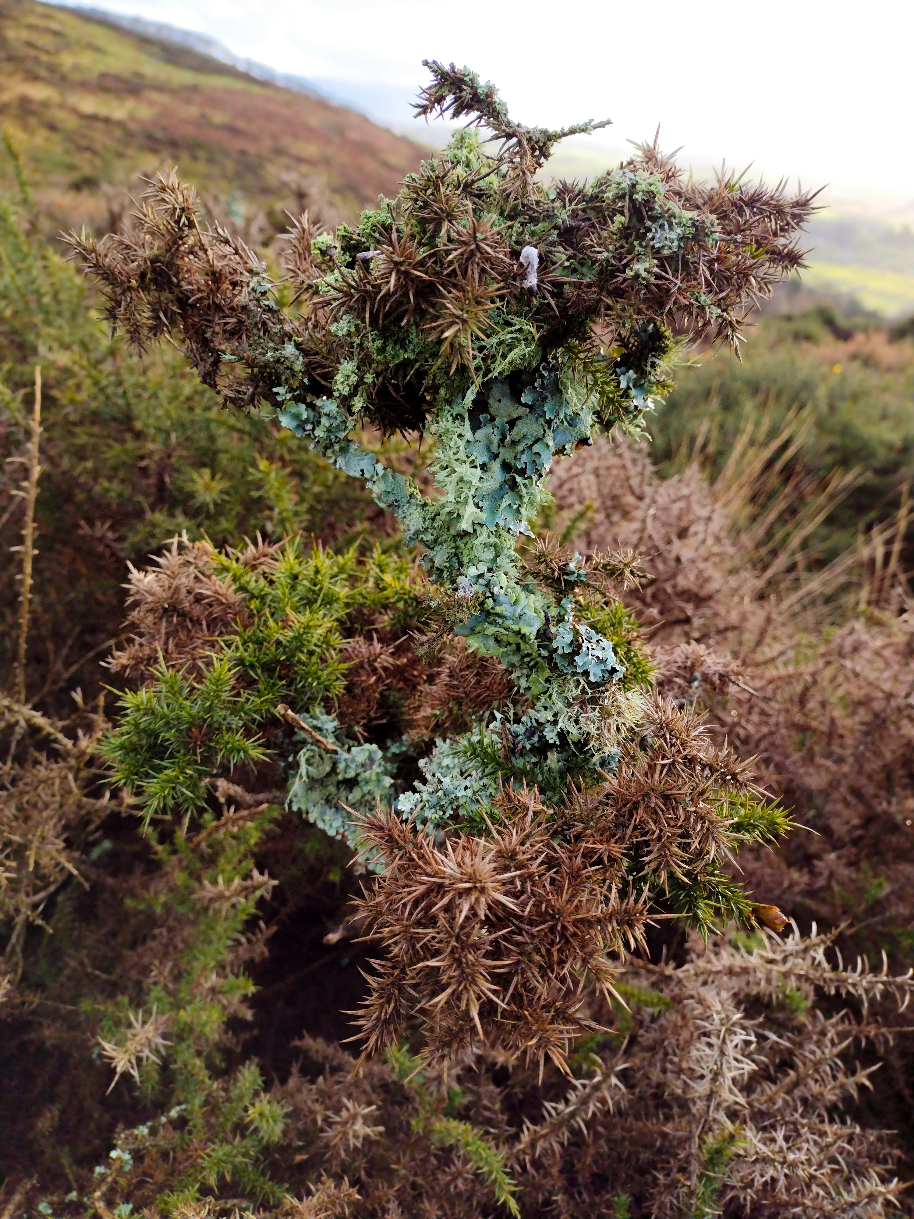 a mossy tree branch in the middle of a field