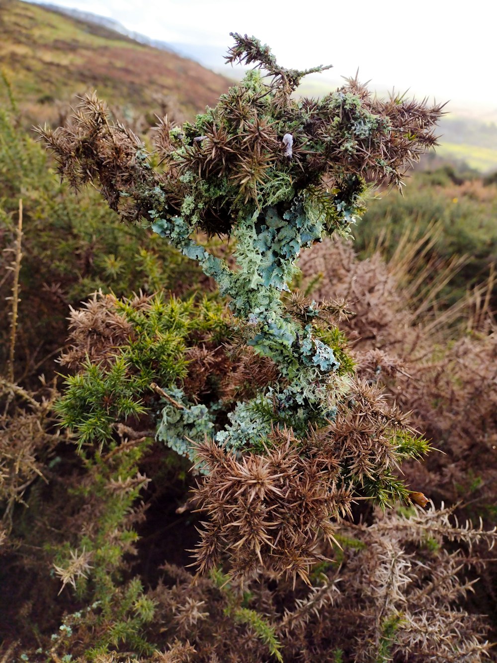 a mossy tree branch in the middle of a field