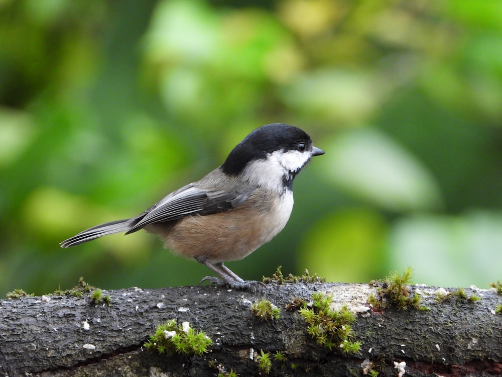 a small bird perched on a tree branch