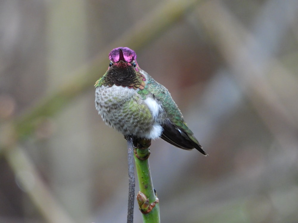 a hummingbird sitting on a branch with a blurry background