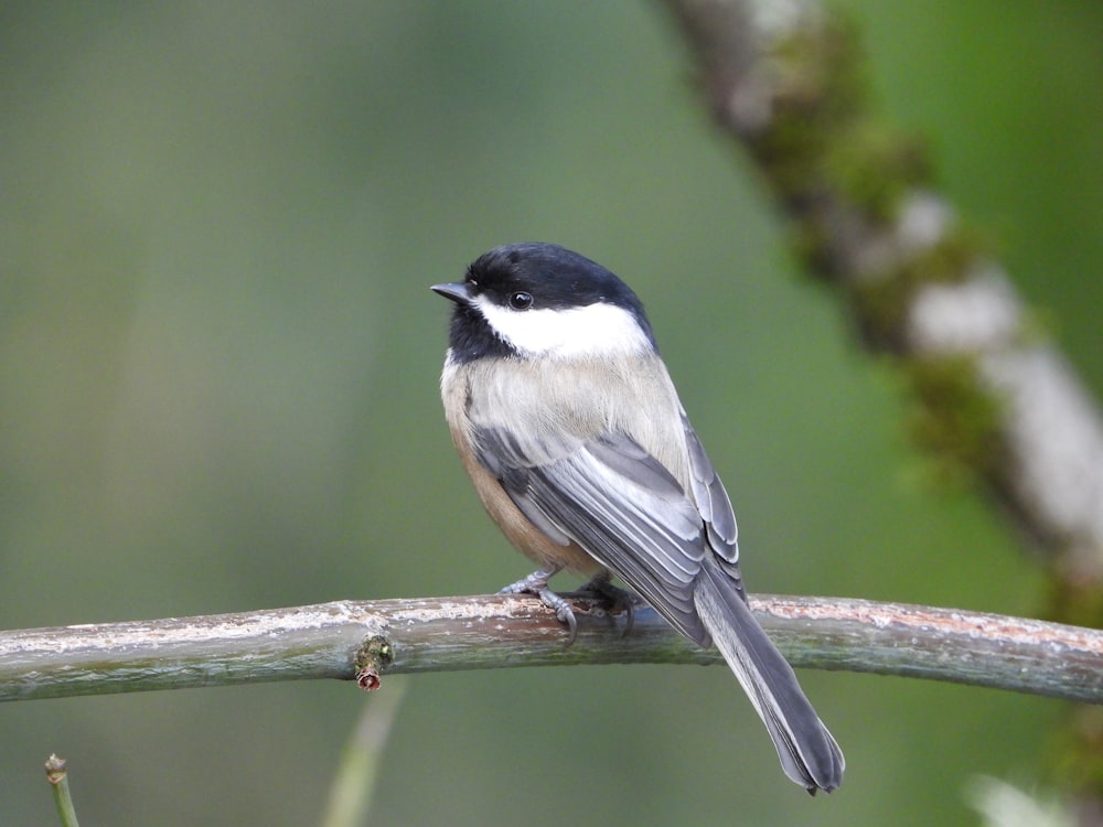 a black and white bird sitting on a branch