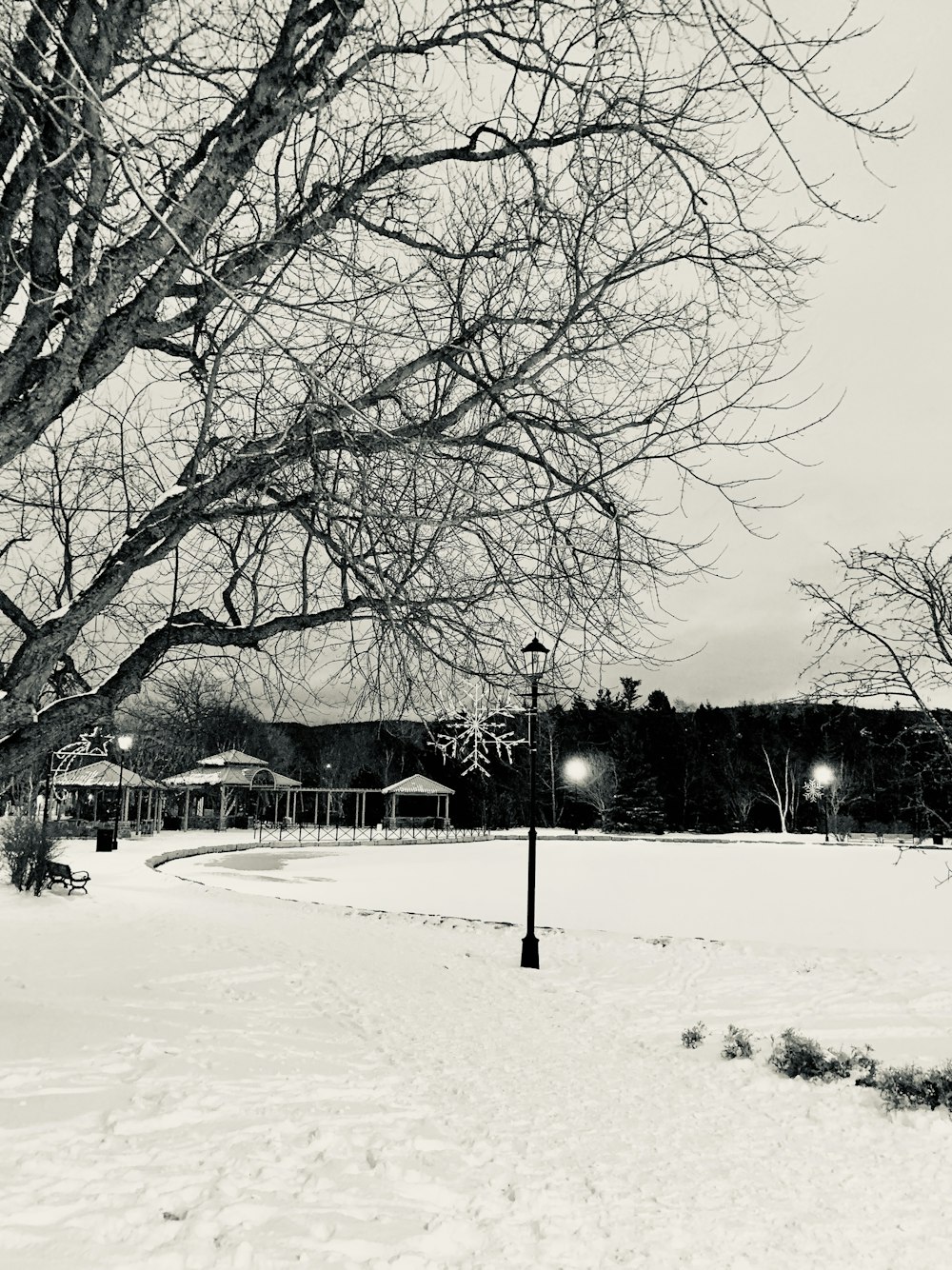 Una foto en blanco y negro de un árbol en la nieve