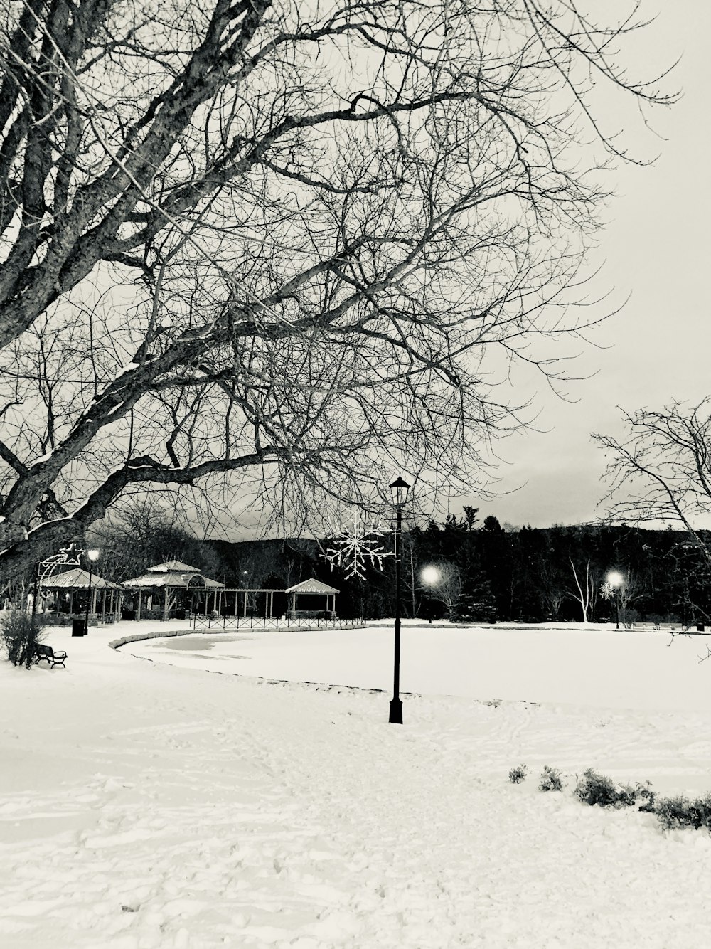 a black and white photo of a tree in the snow