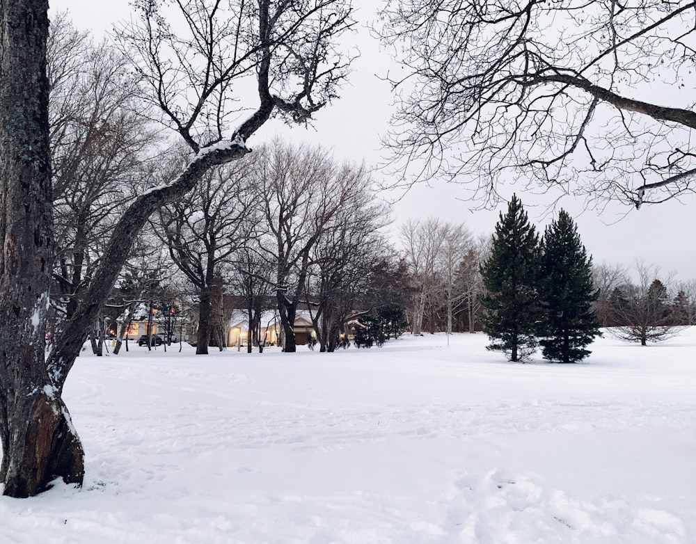 a snow covered park with trees and houses in the background