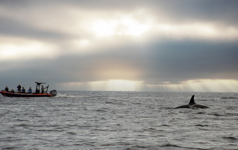 Un barco en el océano con una ballena frente a él