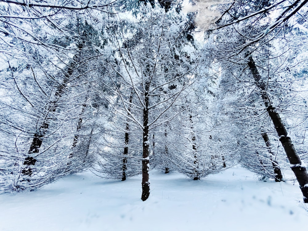 a snow covered forest filled with lots of trees