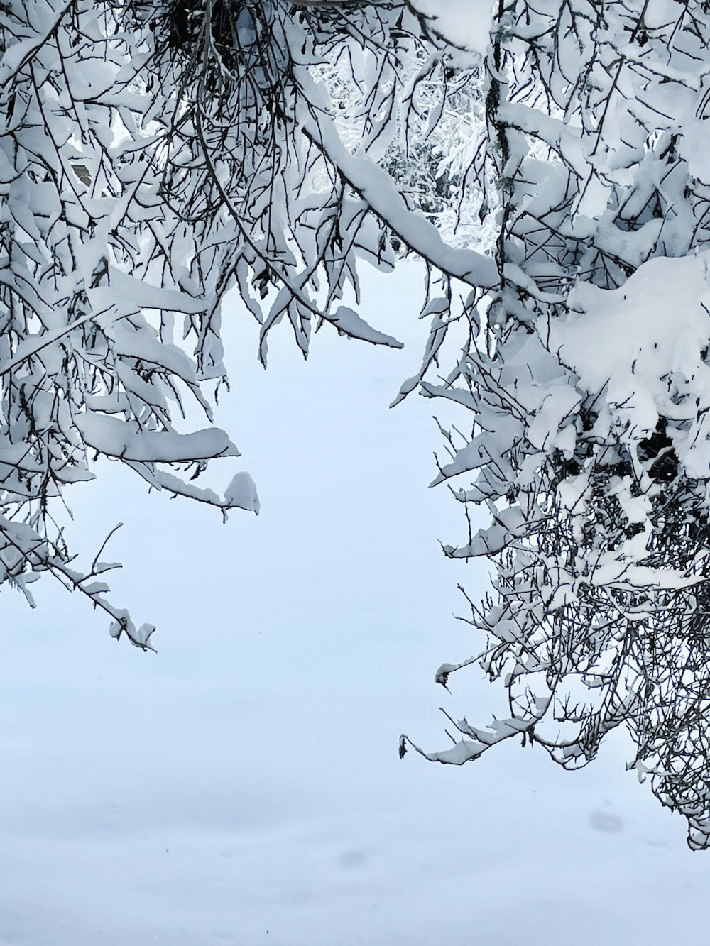 a snow covered forest with lots of branches