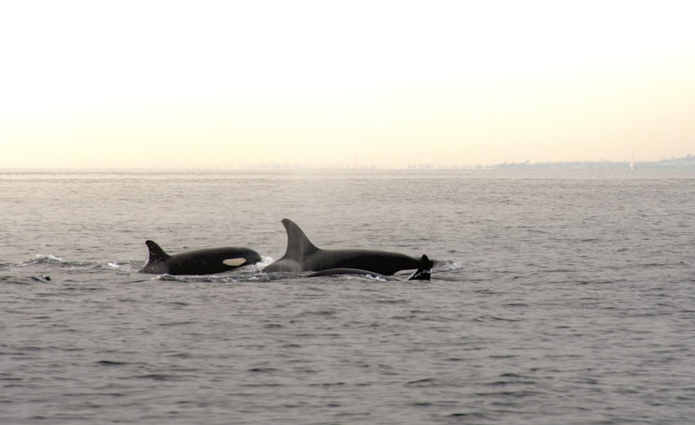 a couple of orca's swimming in the ocean