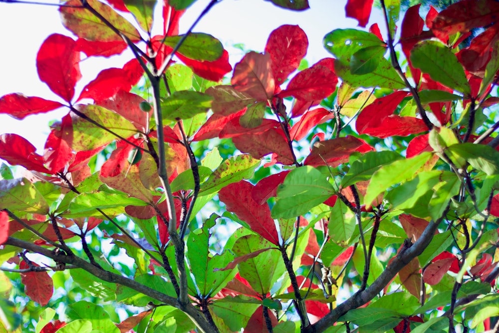 um close up de uma árvore com folhas vermelhas