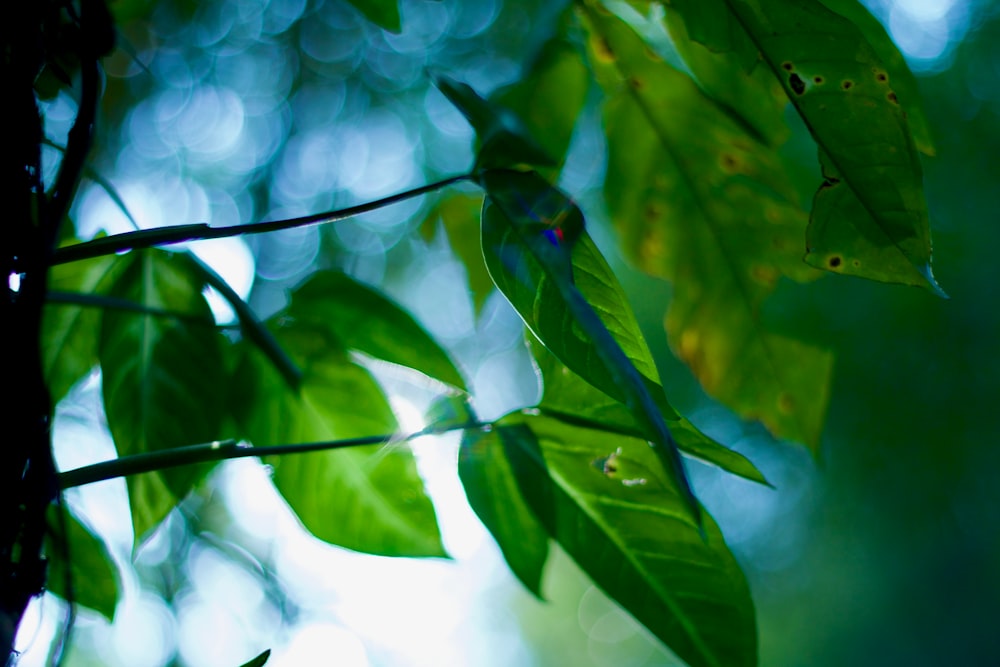 a bird perched on a branch of a tree