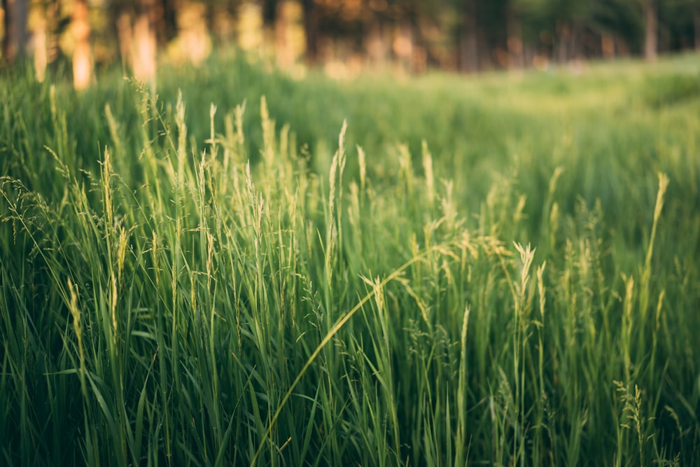 a field of tall green grass with trees in the background