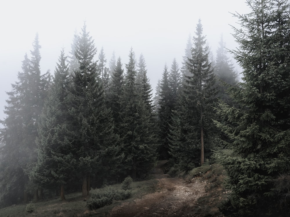 a foggy forest filled with lots of trees