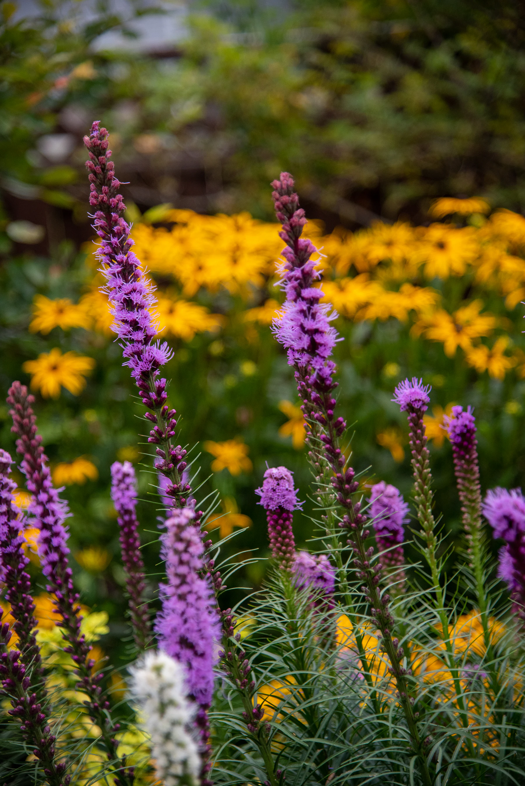Tall purple blazing star flower spikes in front of a mass of yellow black-eyed Susans