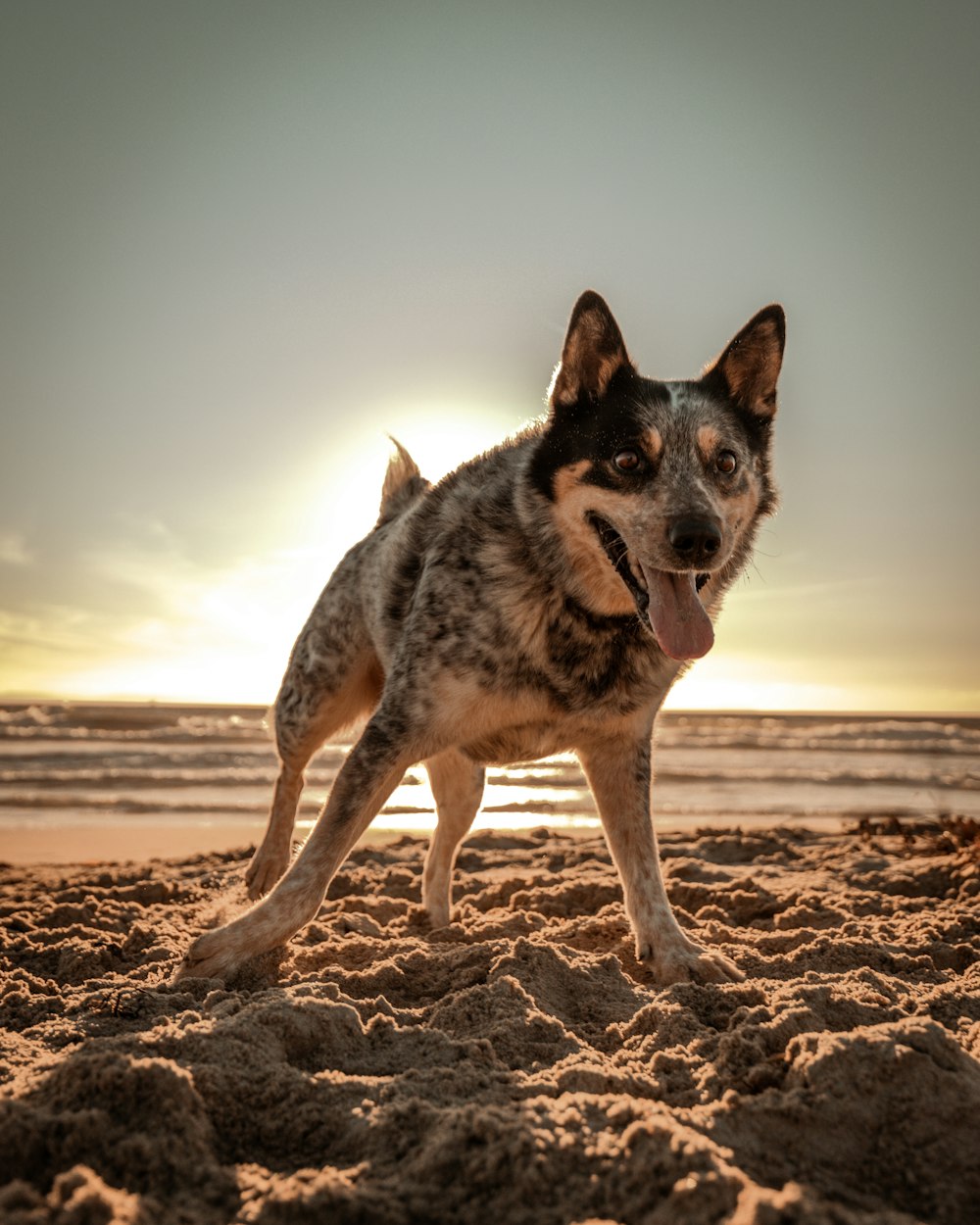 a dog running on a beach with the sun in the background