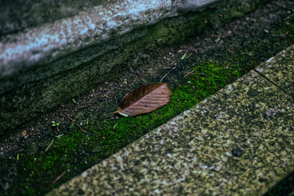 a single leaf is laying on the ground